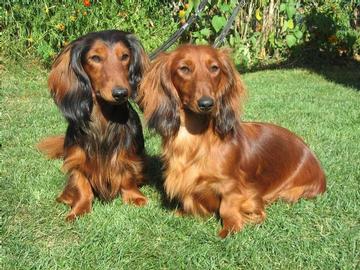 Thamino und Ruana